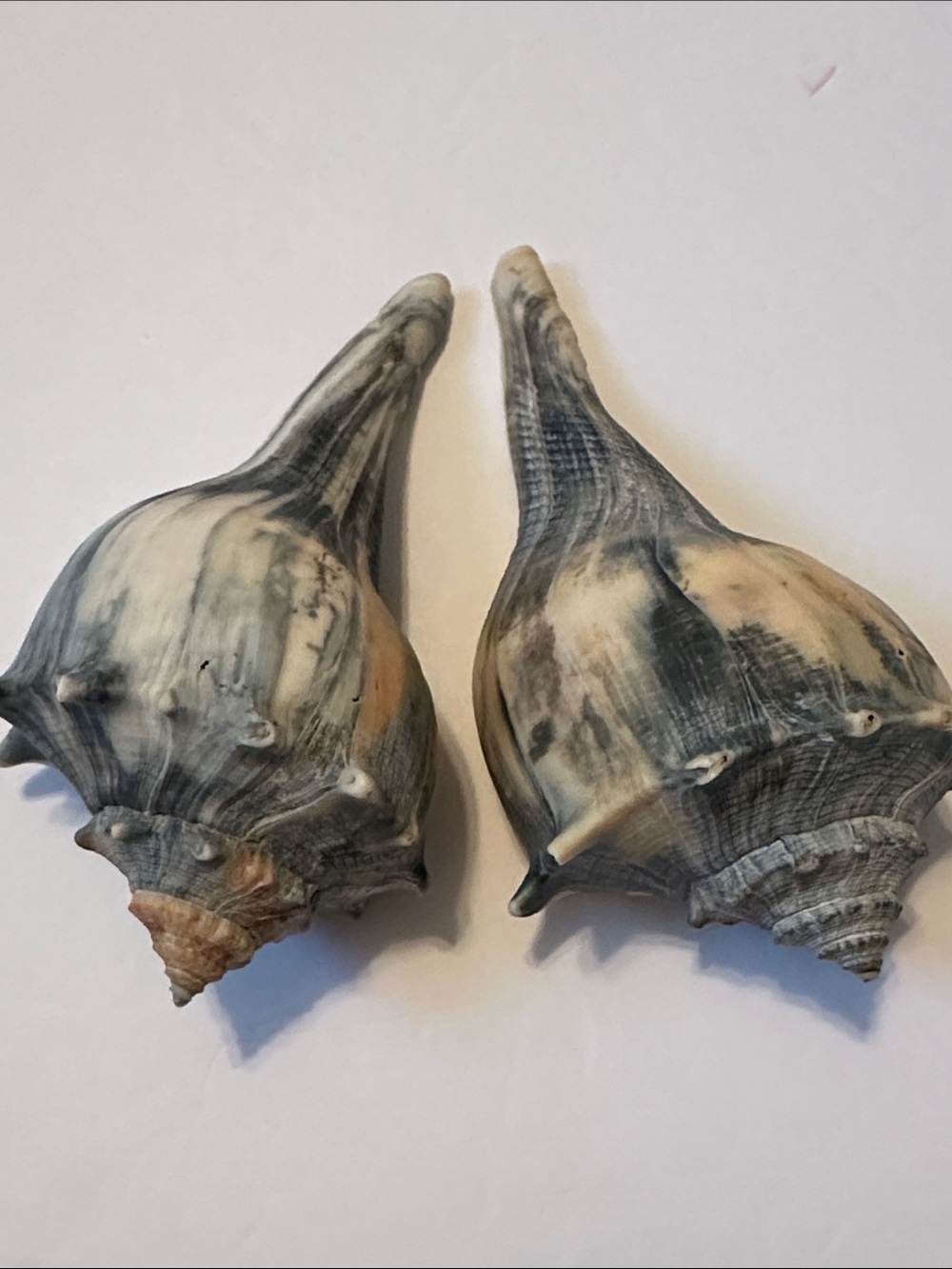 Decorative Natural Lightening Whelk Sea Shell Pair in Gray and Cream